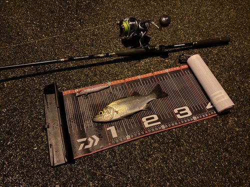 ヒラスズキの釣果
