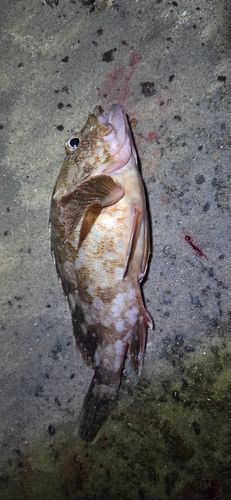 カサゴの釣果