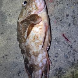 カサゴ