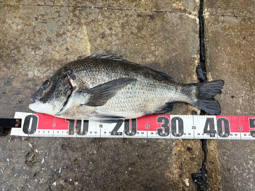 チヌの釣果