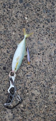 ワカシの釣果