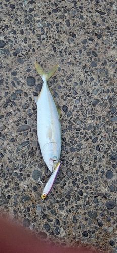 ワカシの釣果
