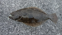 ソゲの釣果