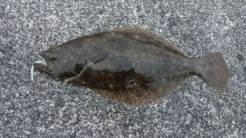 ソゲの釣果