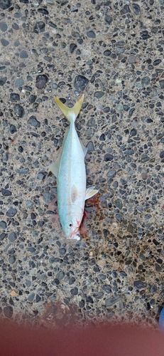 ワカシの釣果