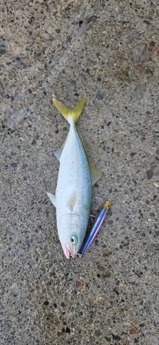 ワカシの釣果