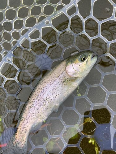 ニジマスの釣果