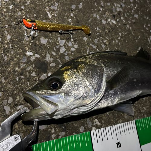 シーバスの釣果