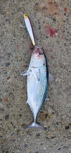 スマカツオの釣果