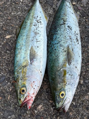 ヤズの釣果