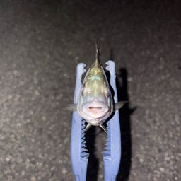 クロダイ