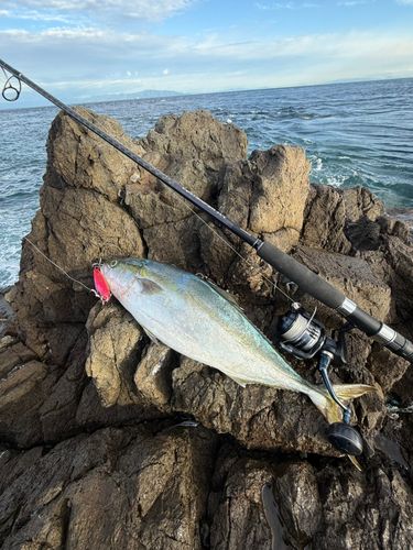 ワラサの釣果