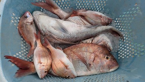 マダイの釣果