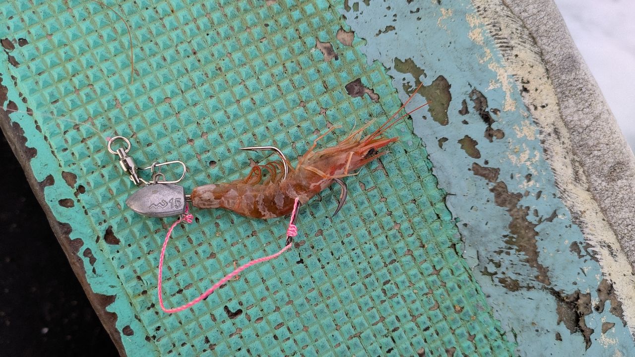 マダイ