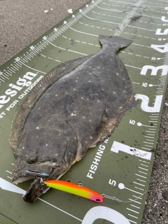 ヒラメの釣果