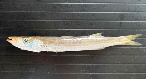カマスの釣果