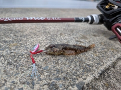 アナハゼの釣果