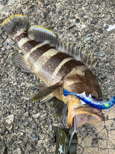 アオハタの釣果