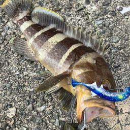 アオハタ