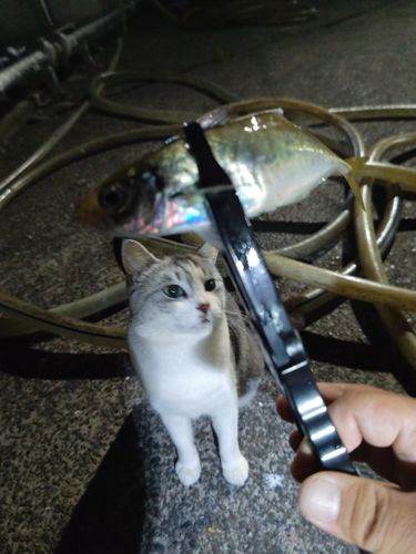 マアジの釣果