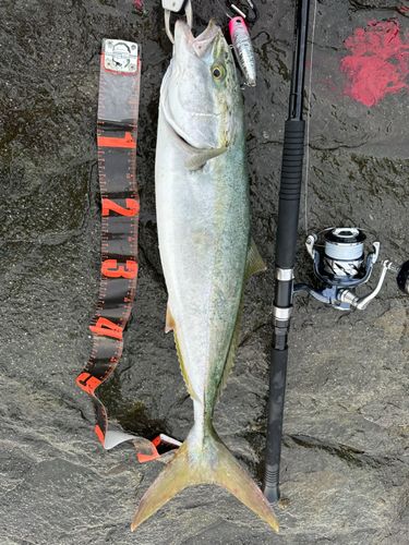 ワラサの釣果