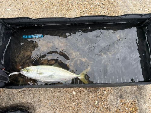 イナダの釣果