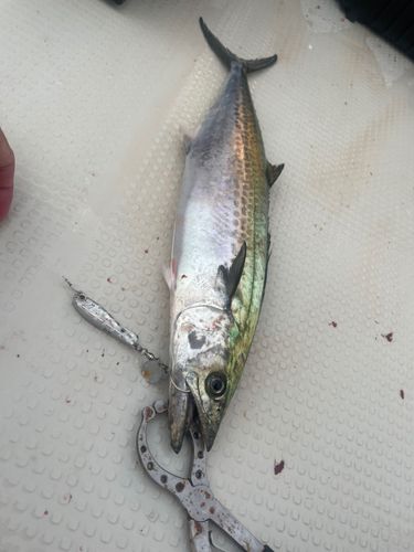 サゴシの釣果