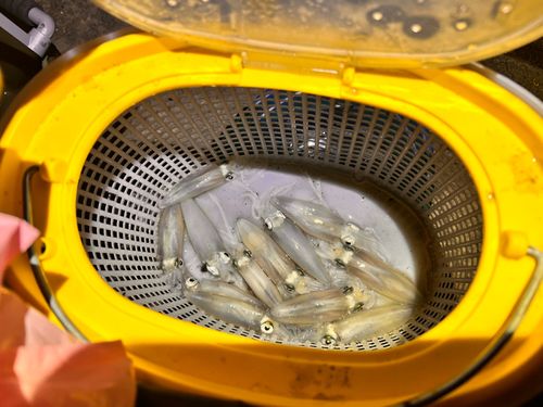 マメイカの釣果