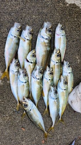 マアジの釣果