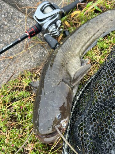 ナマズの釣果