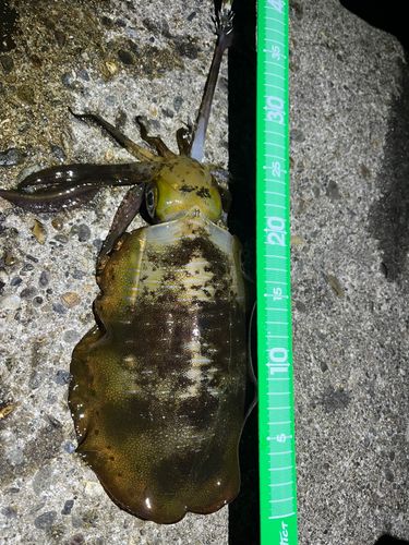 アオリイカの釣果