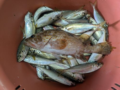マアジの釣果