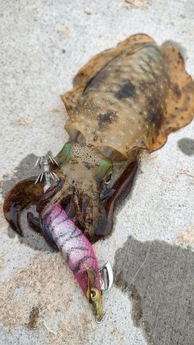 アオリイカの釣果