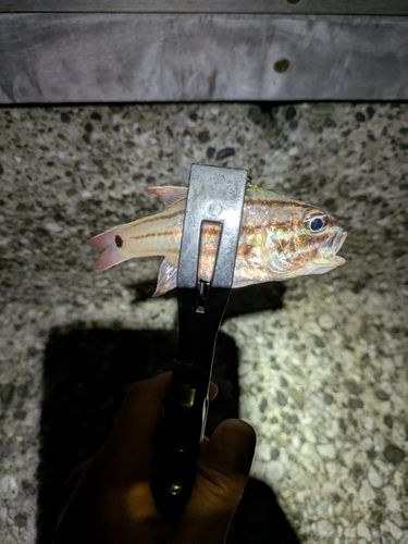 オオスジイシモチの釣果