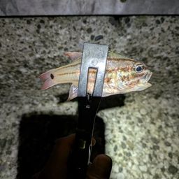 オオスジイシモチ