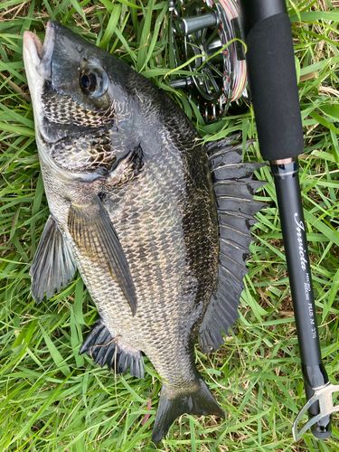 チヌの釣果