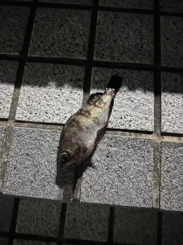 クロメバルの釣果