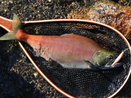 ヒメマスの釣果