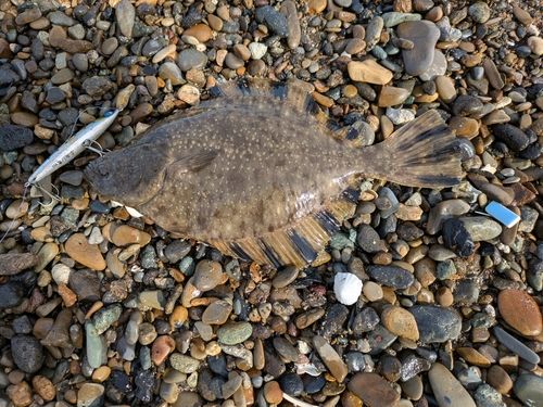 ヒラメの釣果
