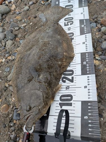 ヒラメの釣果