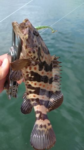 チャイロマルハタの釣果