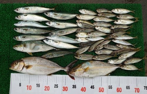 シオの釣果
