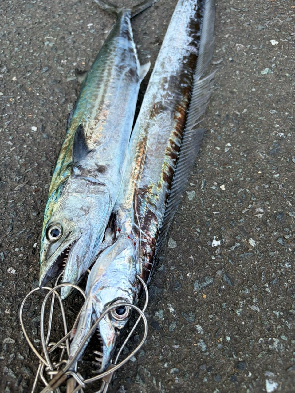タチウオ