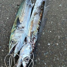 タチウオ