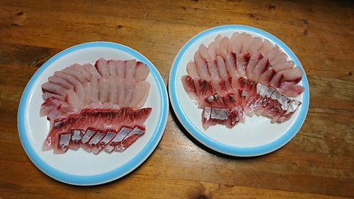 ボラの釣果