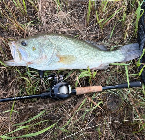 ブラックバスの釣果