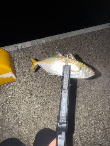 釣果