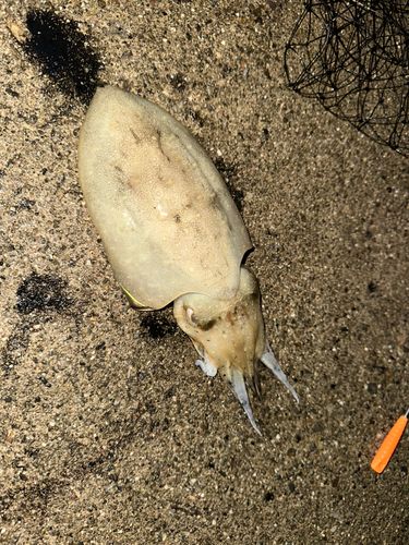 コウイカの釣果