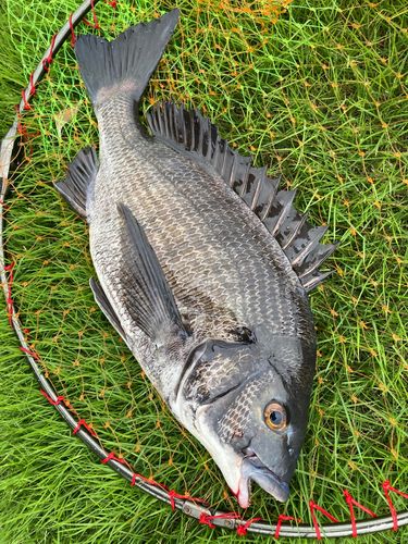 チヌの釣果