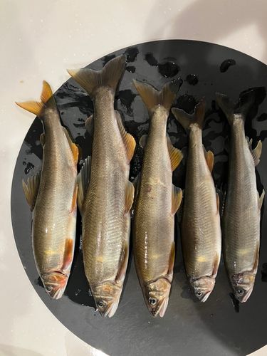アユの釣果